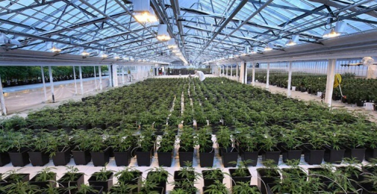 aphria-medical-marijuana-inspection